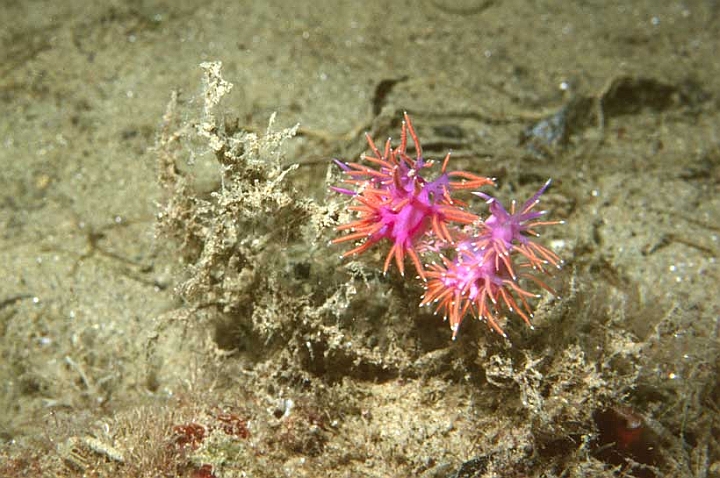 02 flabellina ischitana.jpg